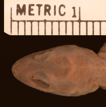 Media type: image;   Herpetology R-4335